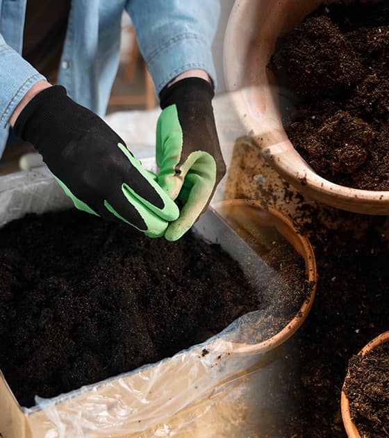 Using Sri Lanka Cocopeat for Gardening